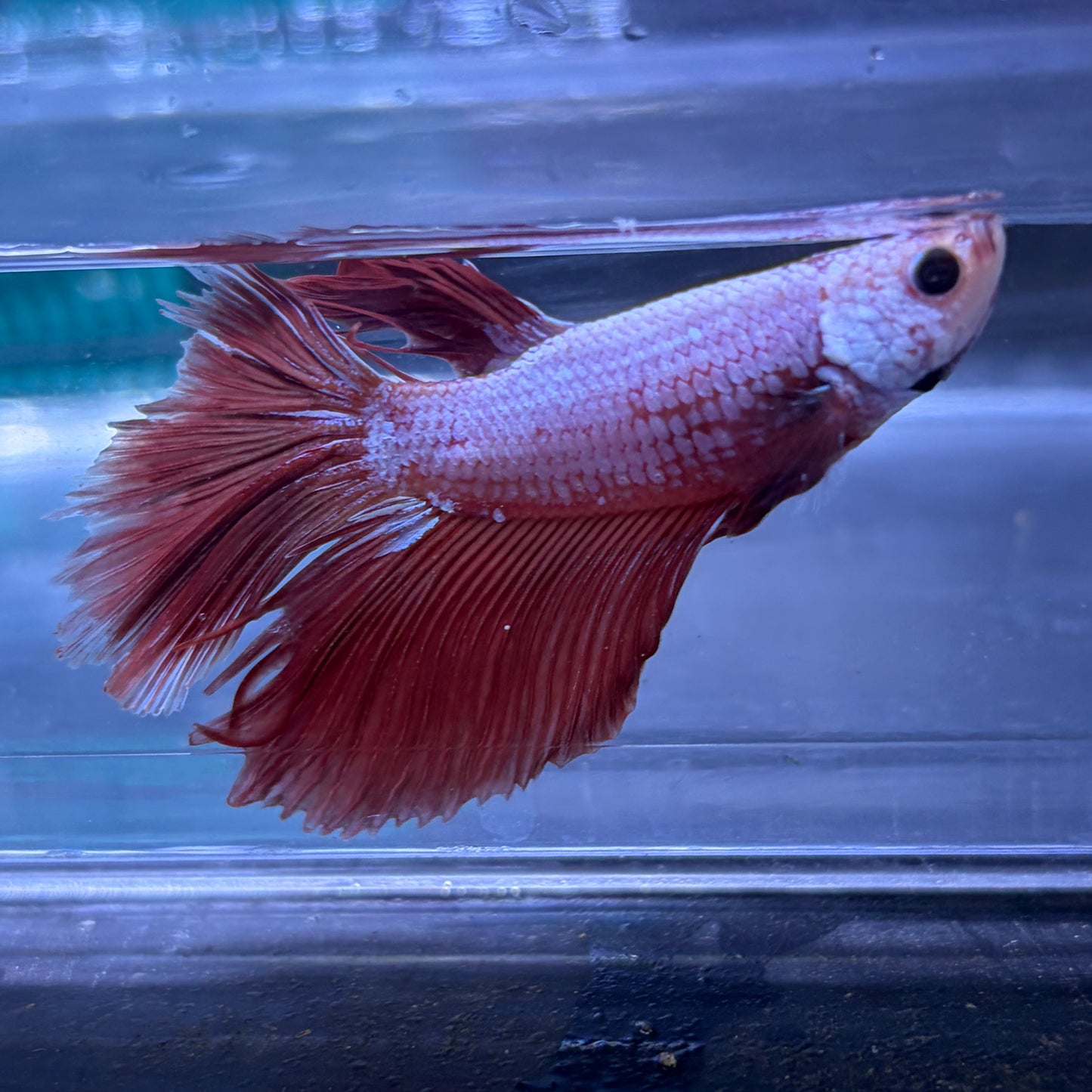 Super Delta Tail Male Betta 3.5cm (K)