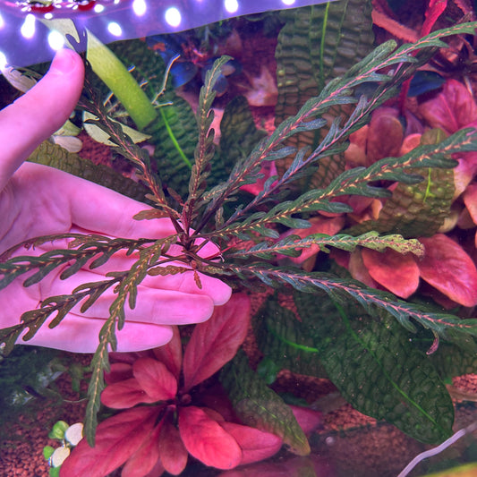 Hygrophila Pinnatifida - Aquarium  Fish Tank Aquatic Plant (Assorted Sizes)