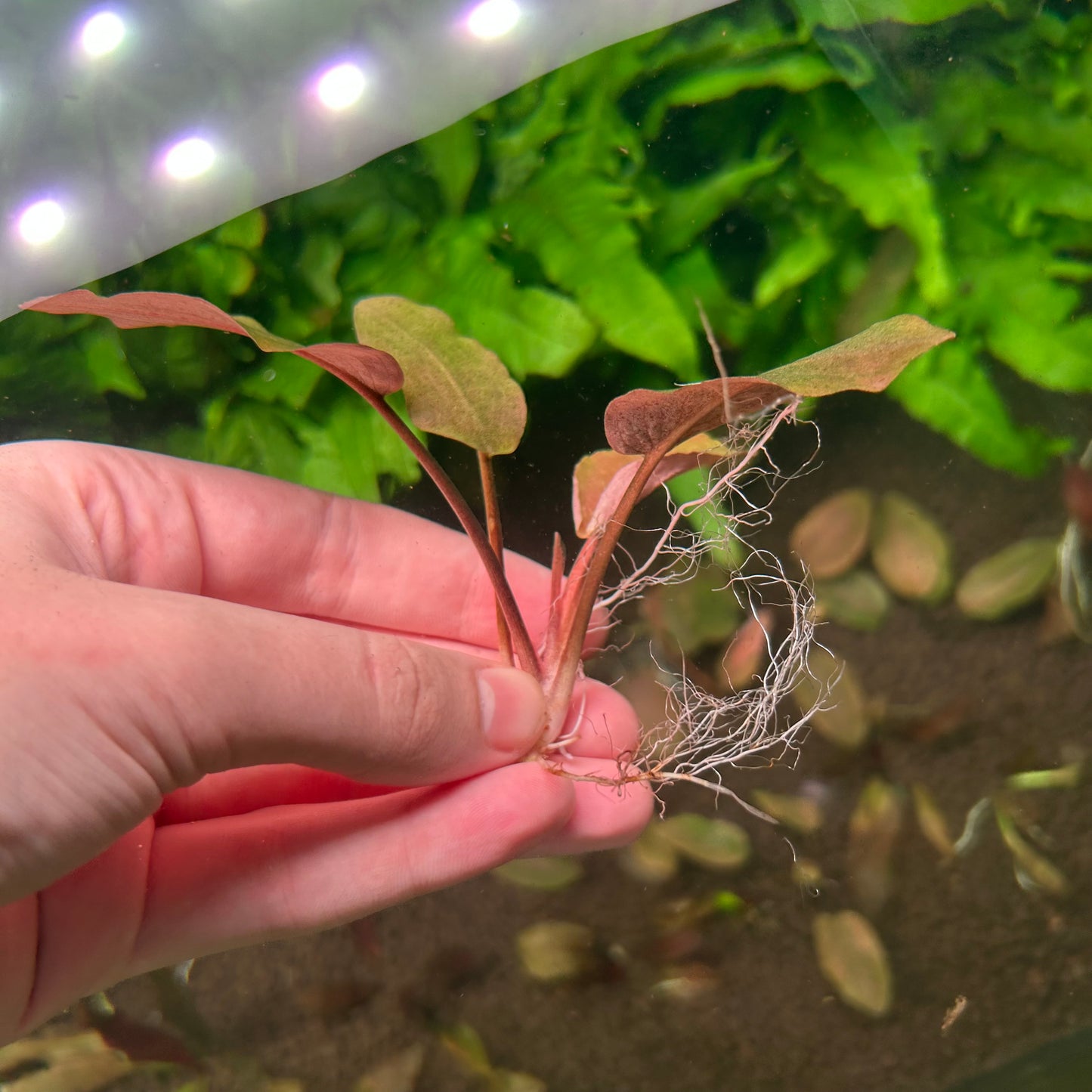 Lagenandra Meeboldii Red