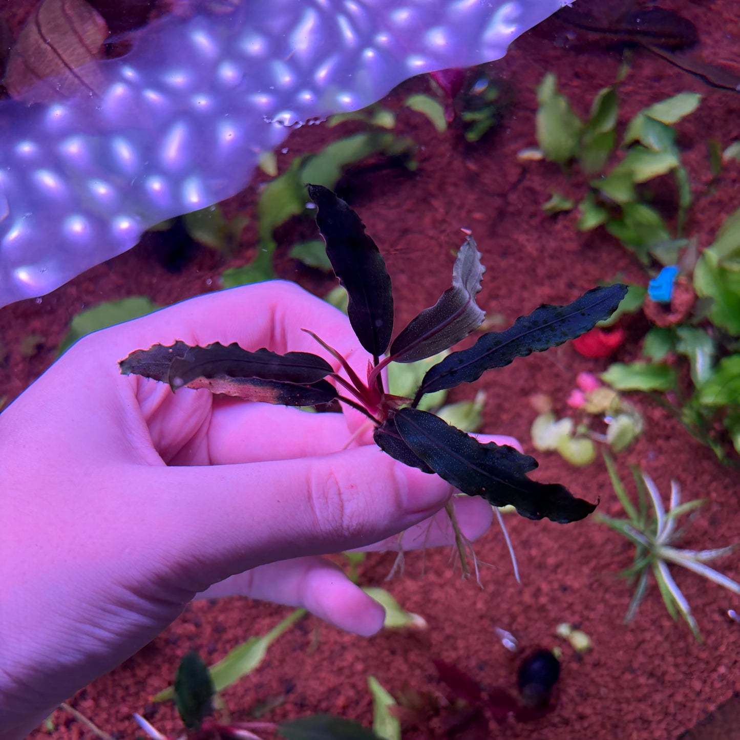 Assorted Bucephalandra ★