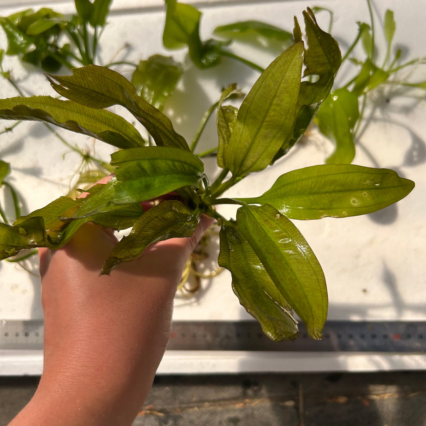 5x Assorted Mother Plant Echinodorus