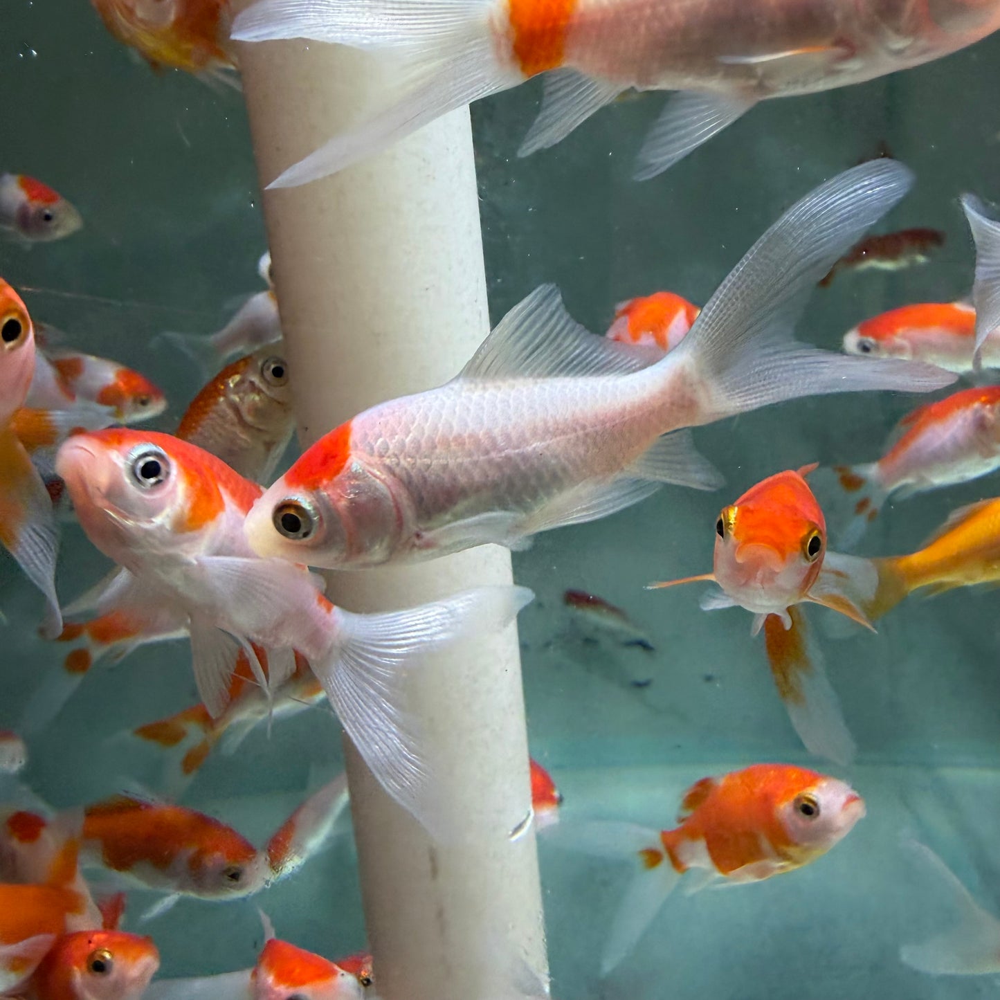 Red and White Comet Goldfish 5cm