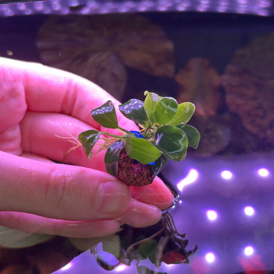 Anubias Nana Petite