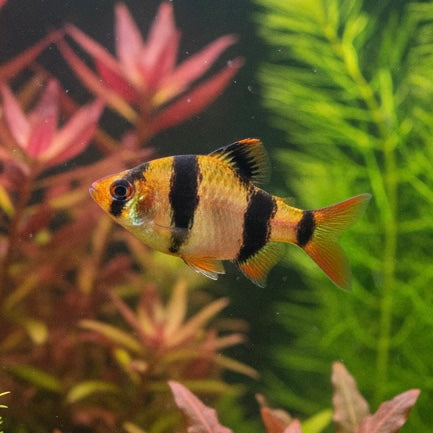 Tiger Barb 3cm (5x Fish)