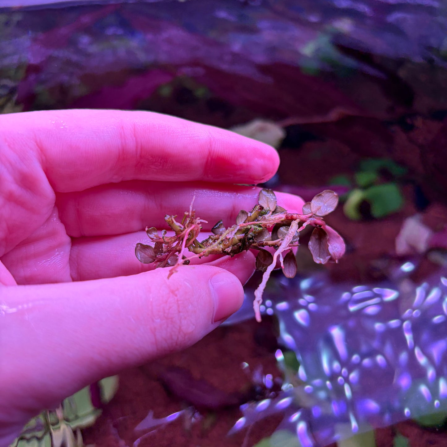 Bucephalandra Helena Cushang
