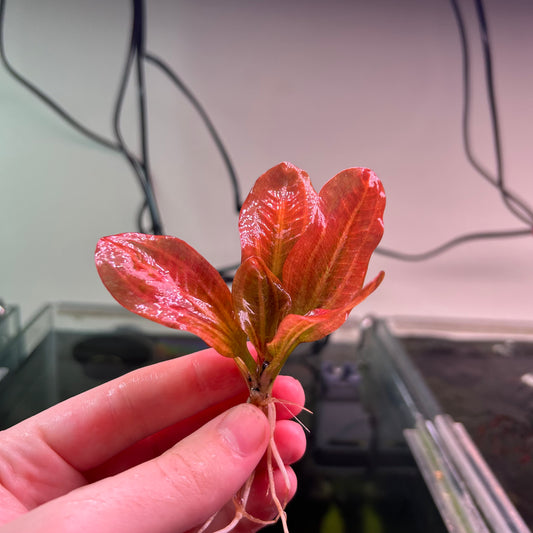 Echinodorus Hadi Red Pearl (RARE) - Emersed Grown