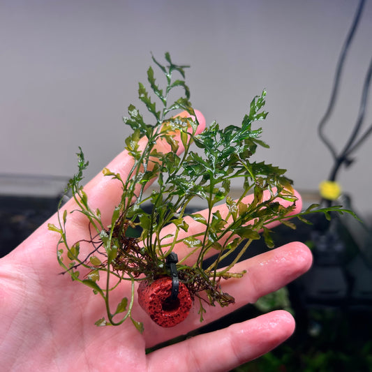 Bolbitus Heudelotti Difformis ‘Bolbitus Mini’ ★