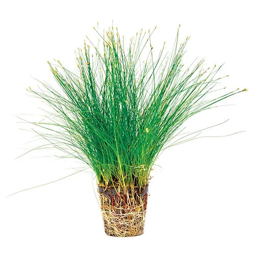 Hairgrass Eleocharis parvula