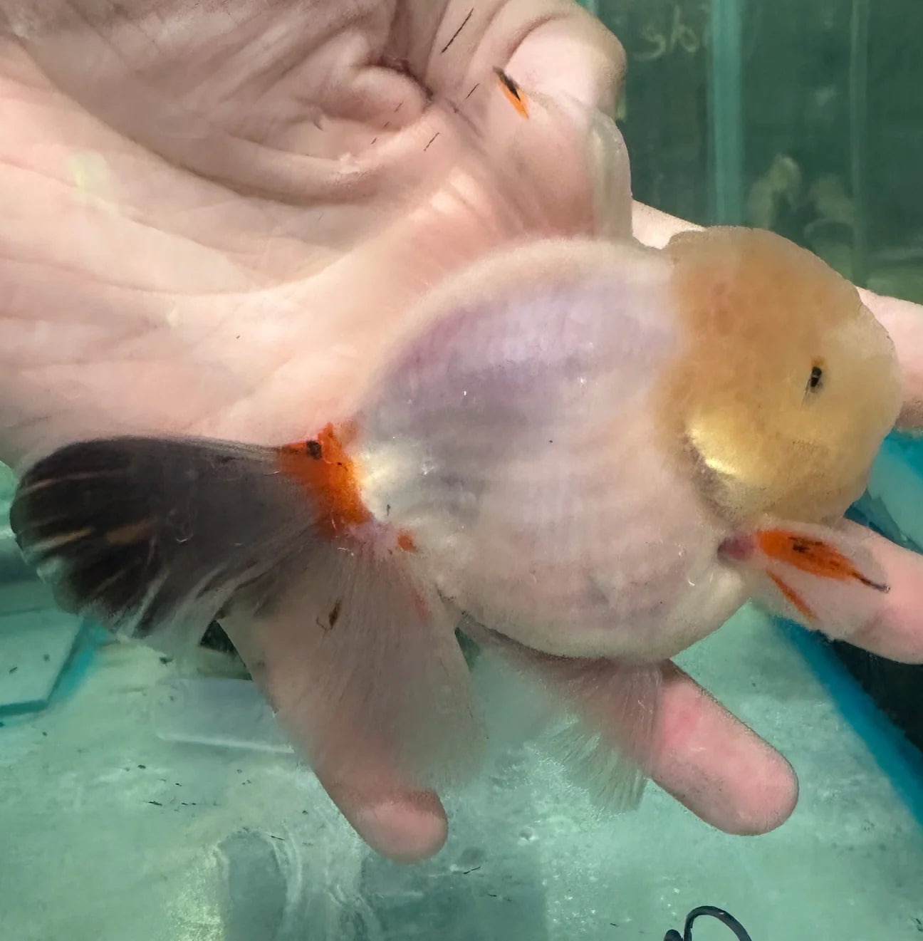 Thai Orchid Oranda Goldfish 8cm