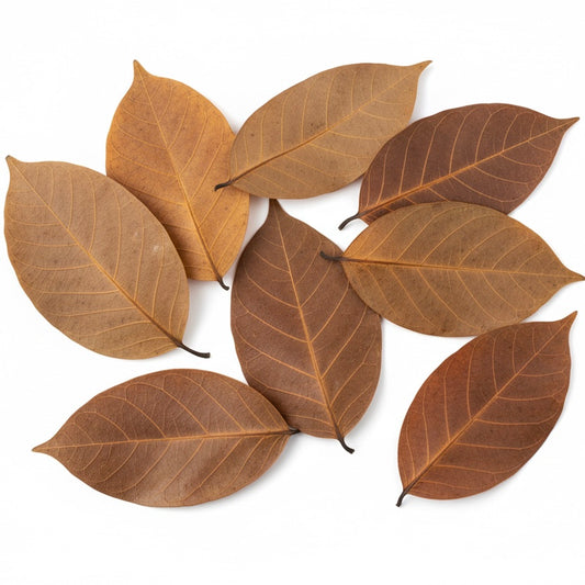 Indian Almond Leaves 10cm+