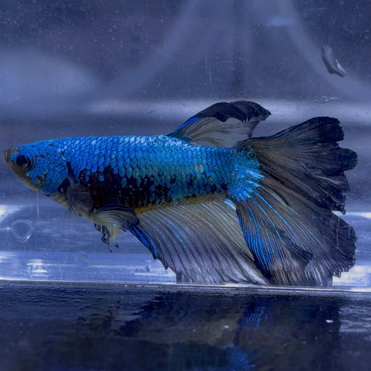 Super Delta Tail Male Betta 3.5cm (D)