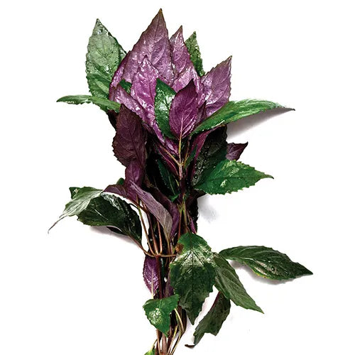 Purple Temple Hemigraphis exotica (Terrarium Only Plant)