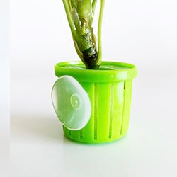Aquarium Plant Toppers - Above Aquarium or Terrarium