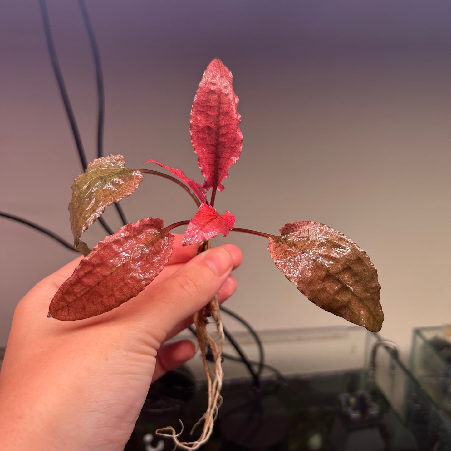 5x Large Crypt Pink Flamingo *Special*