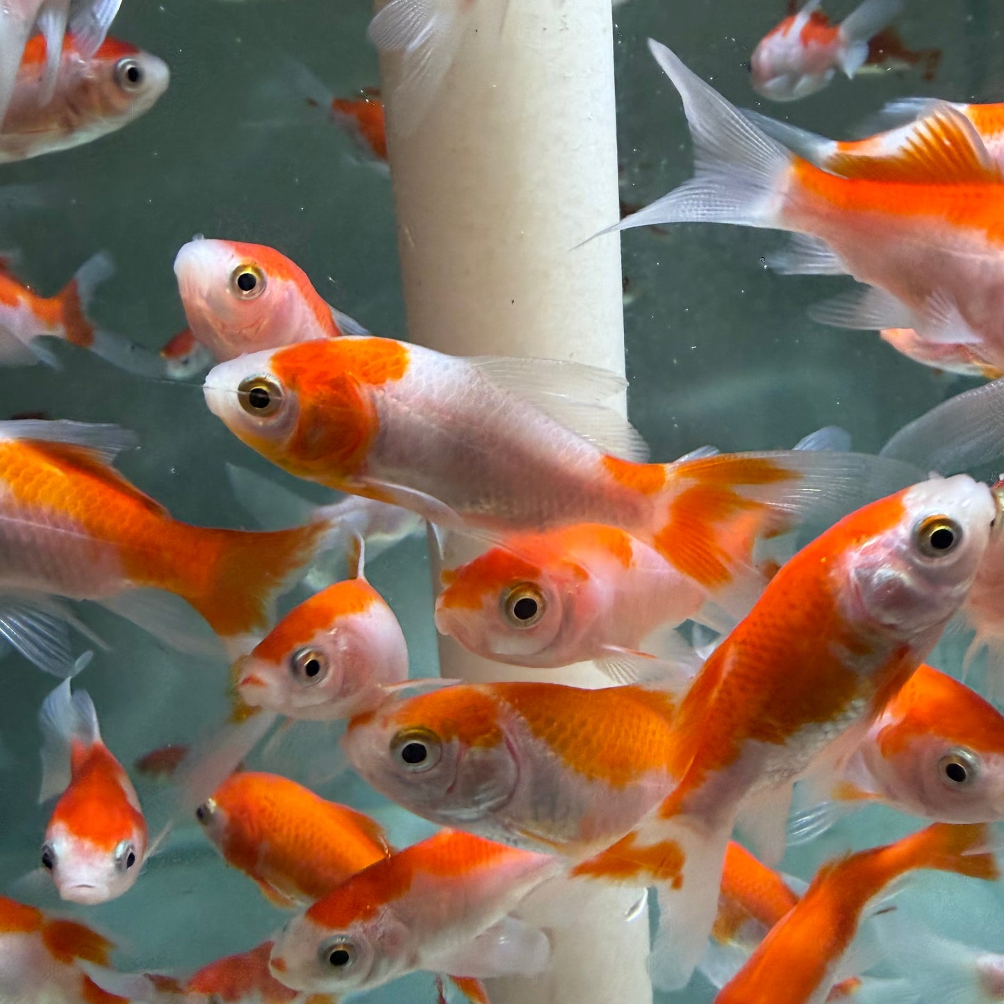 Red and White Comet Goldfish 5cm