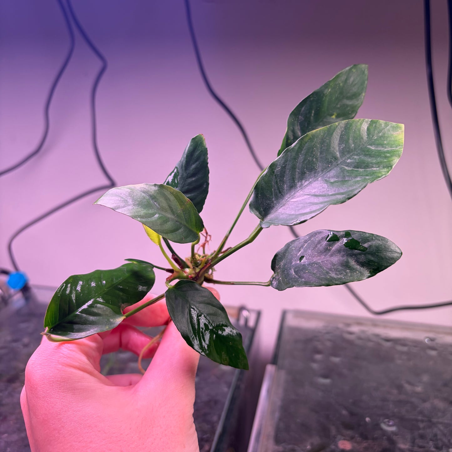 5x Medium Anubias Pack