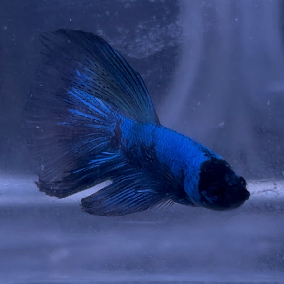 Halfmoon Avatar Male Betta 3.5cm (B)