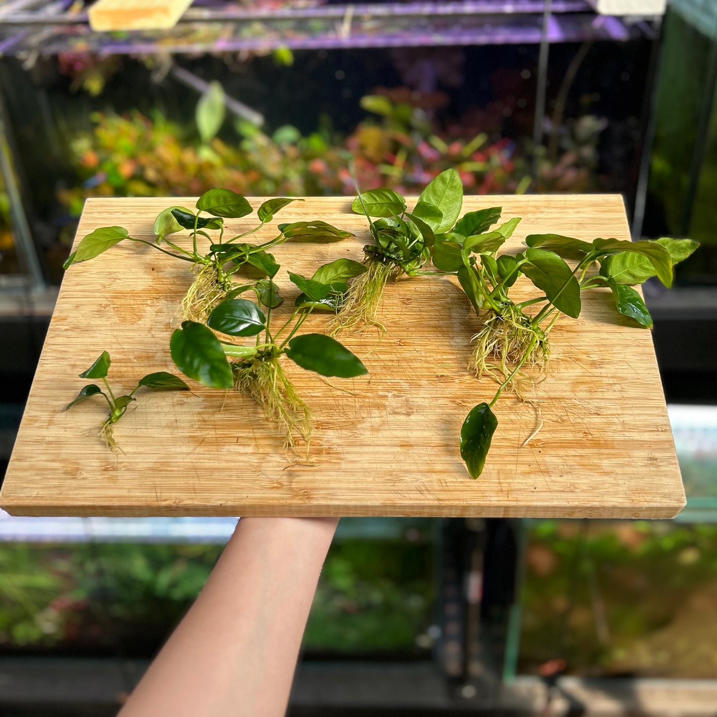 Assorted Anubias Pack 4 - Daily Bundle