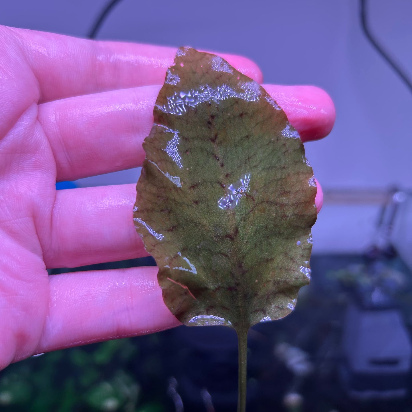 Crypt Cordata - Stripe Variety - Selendang Region - RARE ★