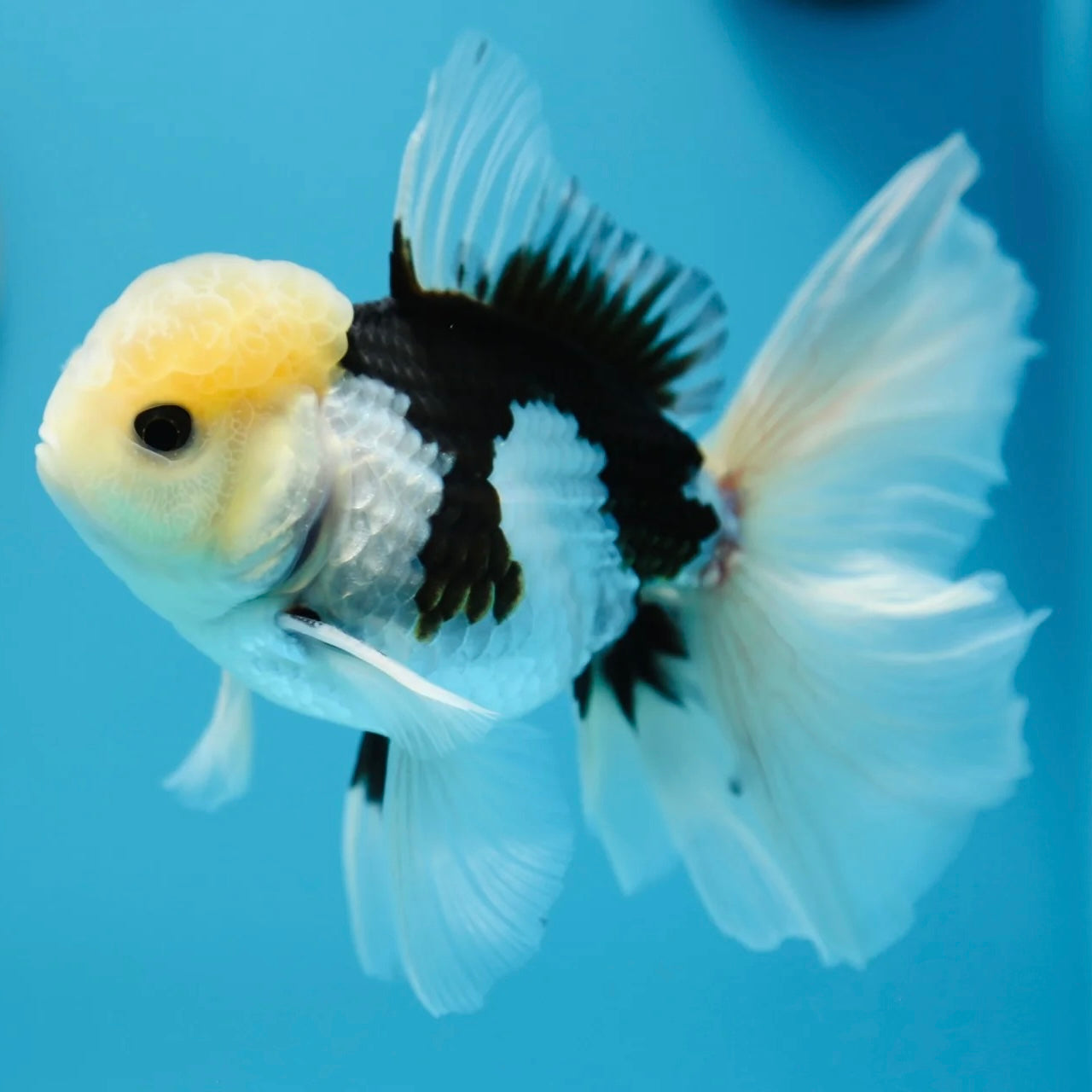 Panda Oranda Goldfish 7-8cm