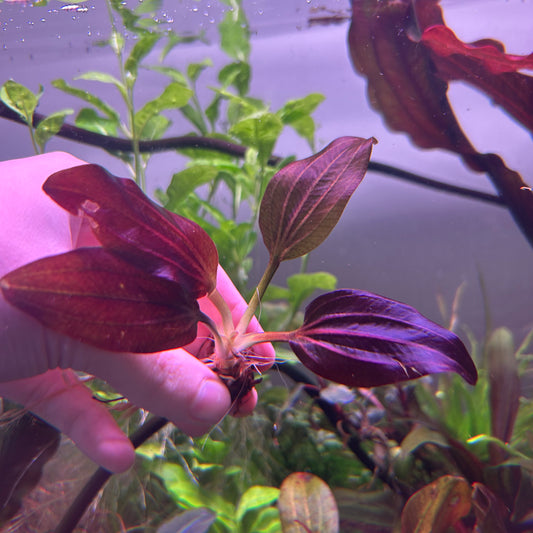 Echinodorus Iguazu 2009 Red - Aquarium Plant RARE