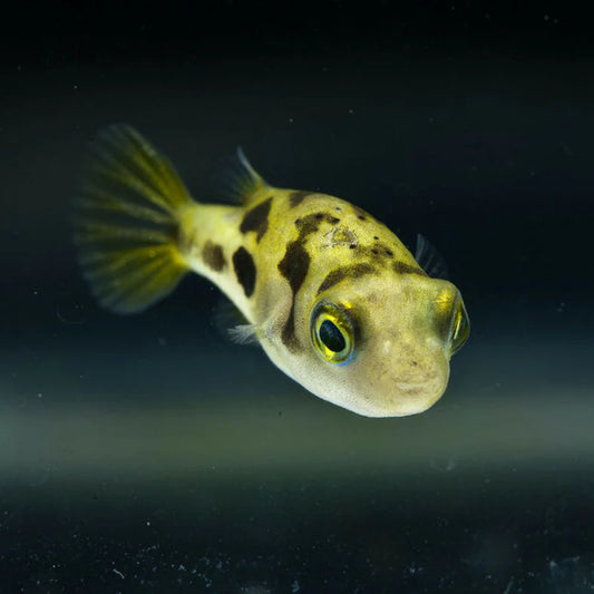 Pea Puffer juvenile 1cm Australian bred Carinotetraodon travancoricus nano aquarium fish