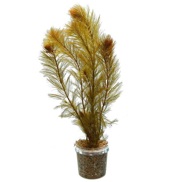 Myriophyllum Roraimi Bronze Milfoil