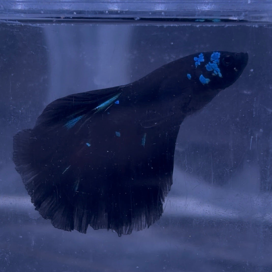 Halfmoon Avatar Male Betta 3.5cm (C)