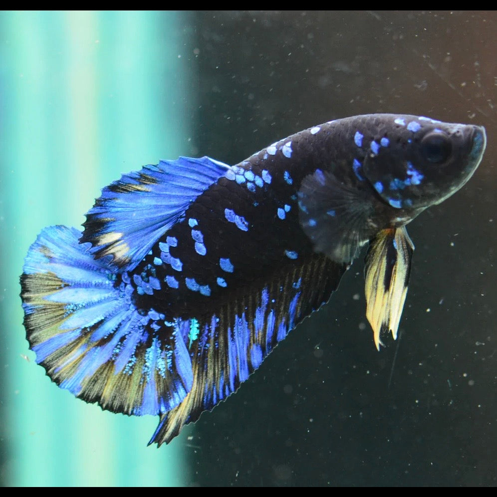 Blue Avatar Halfmoon Plakat Male Betta 4cm