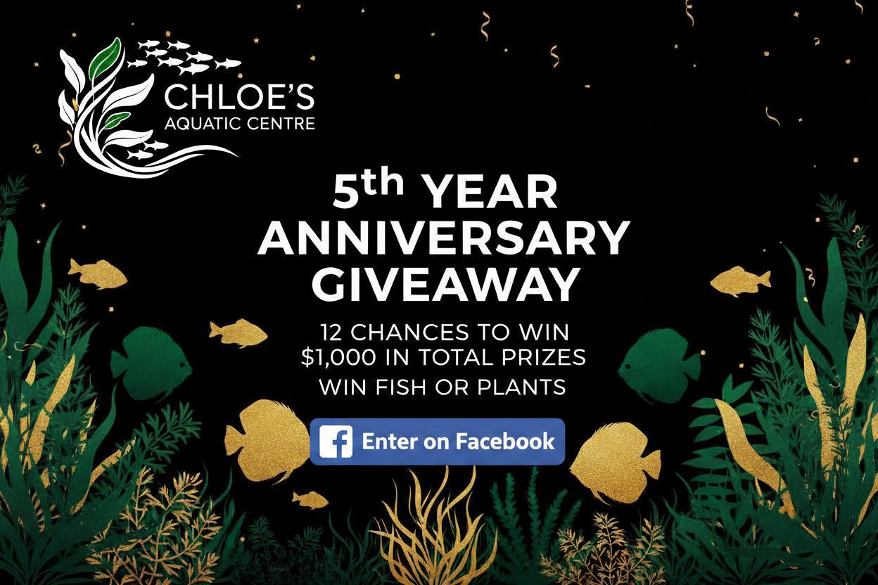 5th Year Anniversary Giveaway - Enter on Facebook