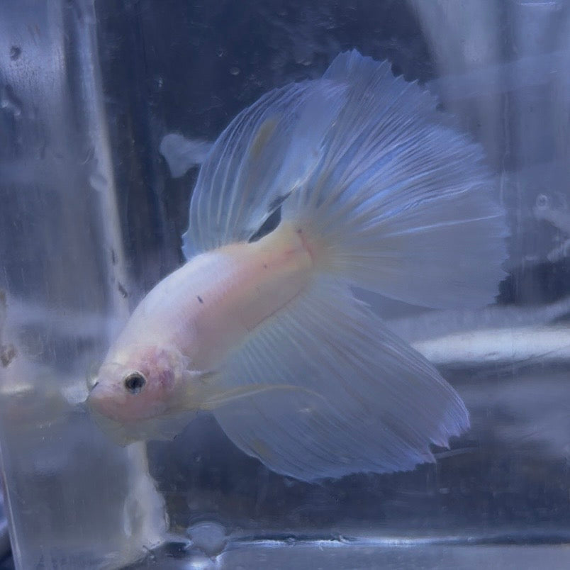 King Rose Tail Betta Male (B)