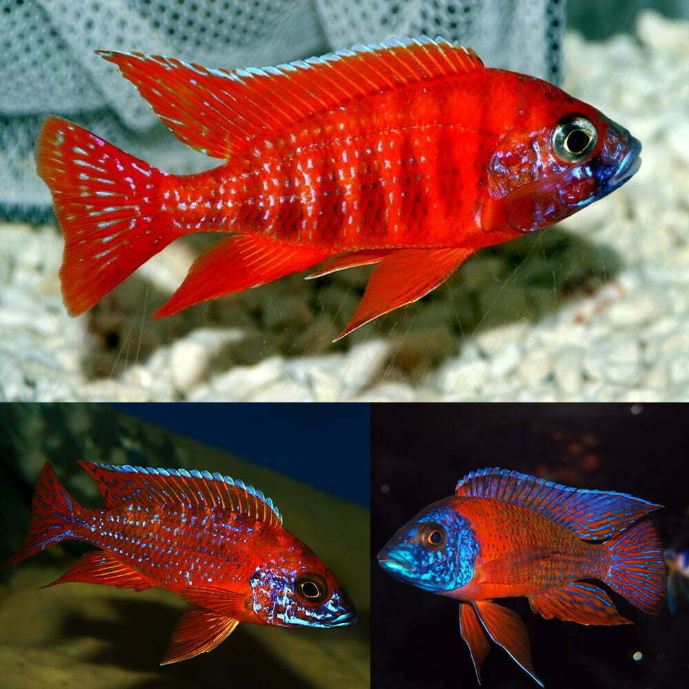 Red Peacock Cichlid