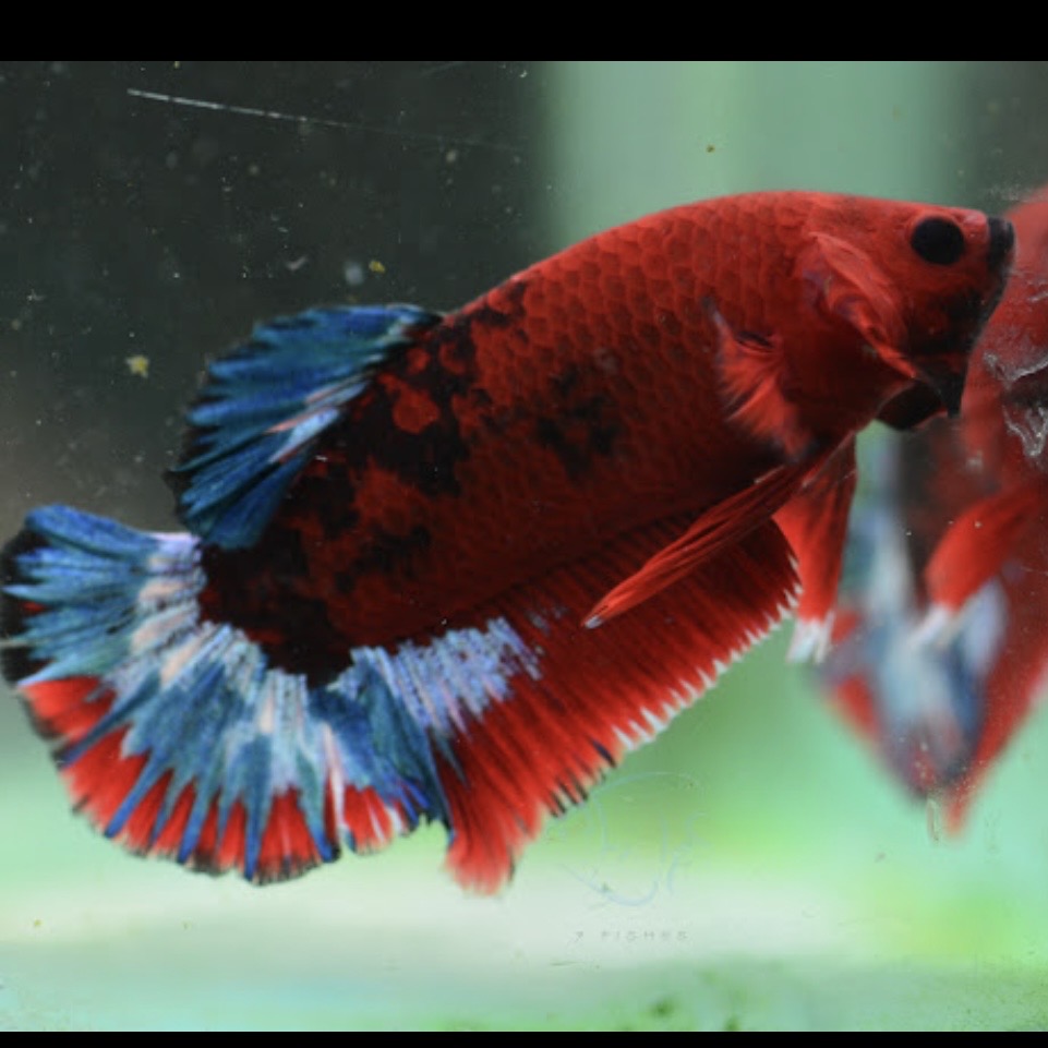 Red Hellboy HMPK Male 4cm