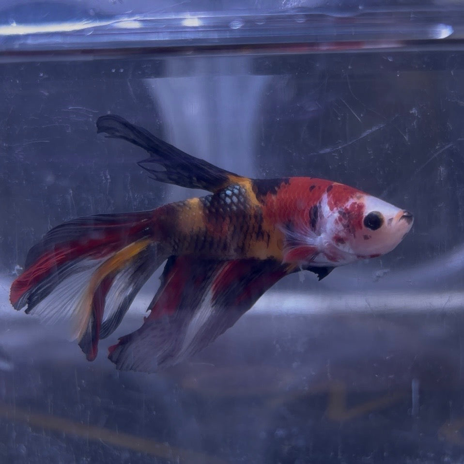 Halfmoon Multicolour/Koi Male Betta 3.5cm (E)