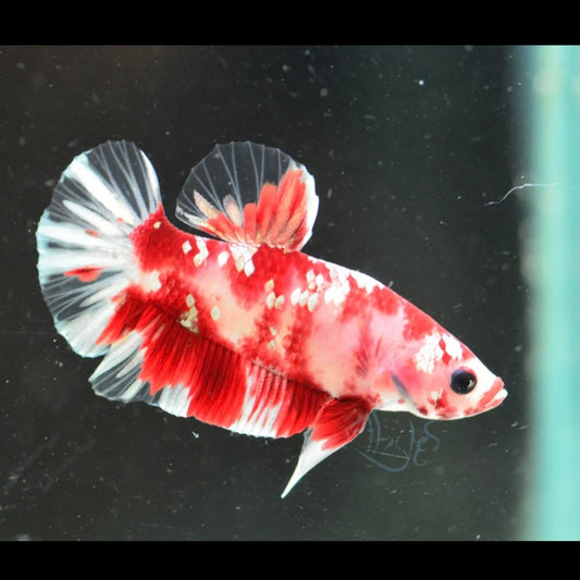 Ironman Halfmoon Plakat Male Betta 3-4cm