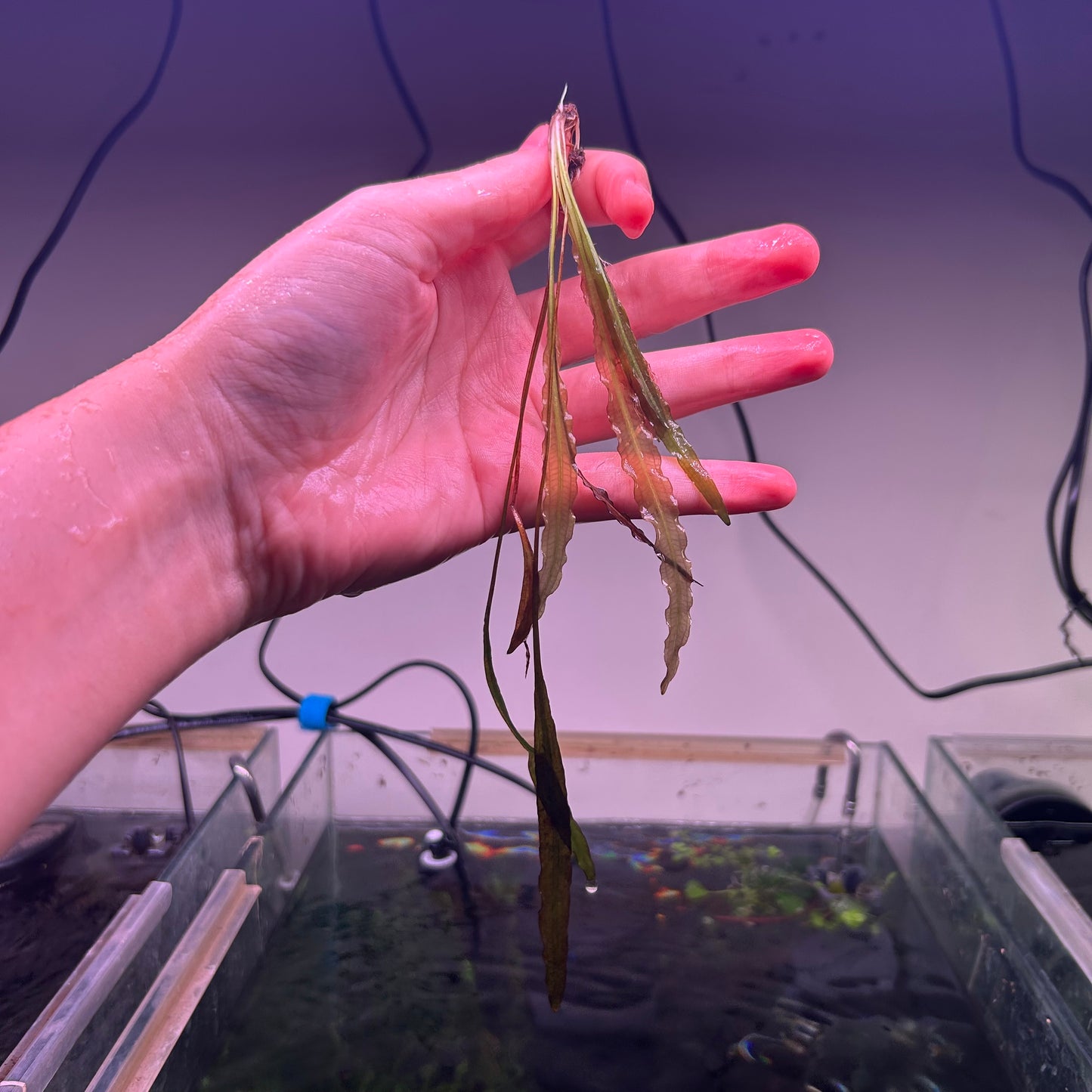 41x Mega Stem Bunch Pack + Bonus Aponogeton Crispus Red