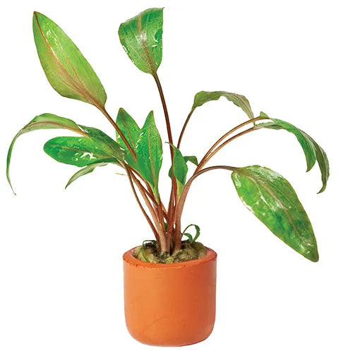 Crypt Mi Oya - 3cm pot