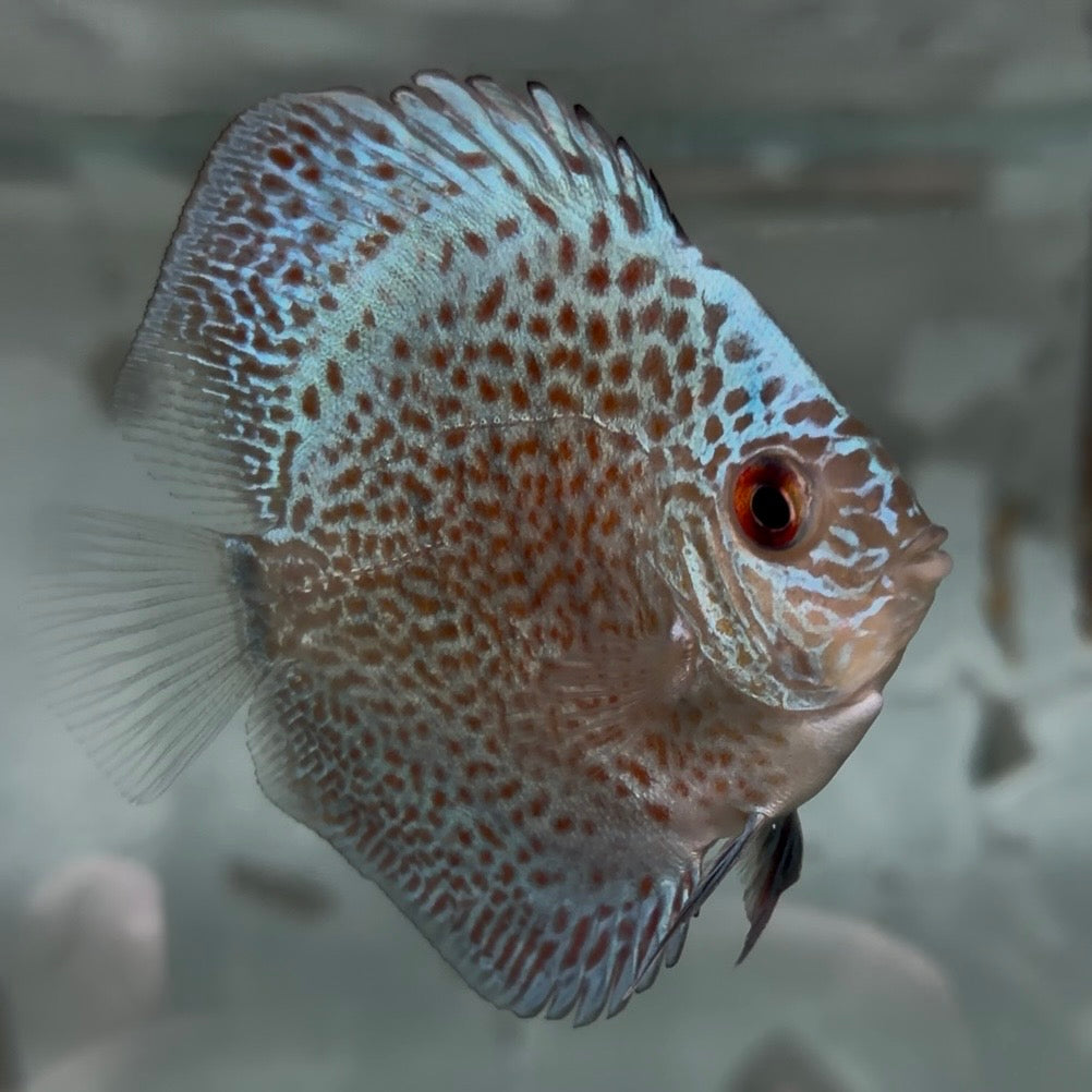 Assorted Discus 5-6cm