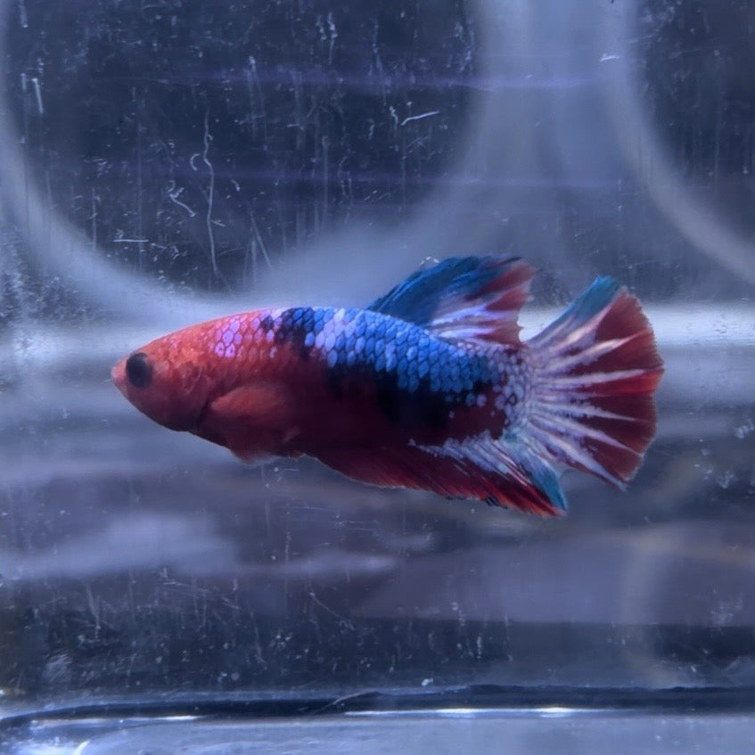 Red Hellboy Male Betta 3.5cm (E)