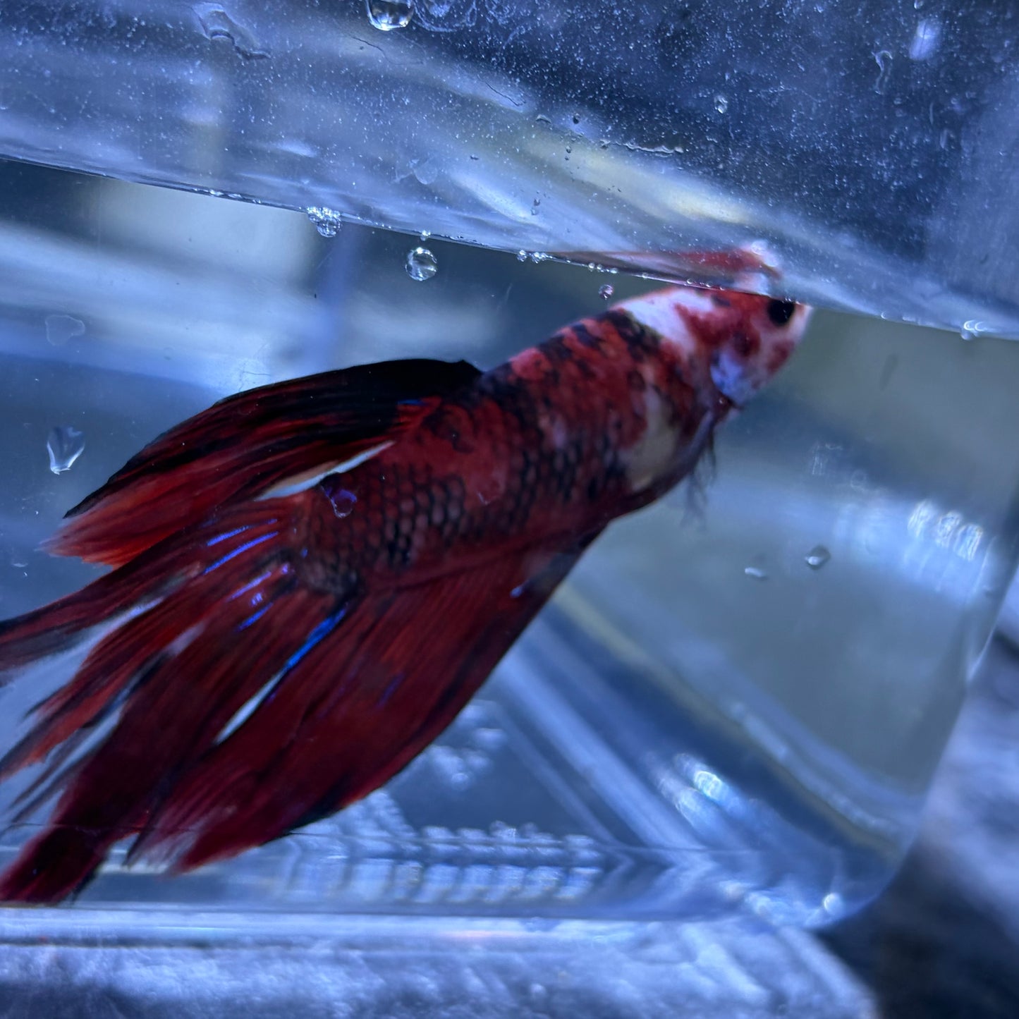 Giant Halfmoon Multicolour/Koi Male Betta 5-6cm (D)