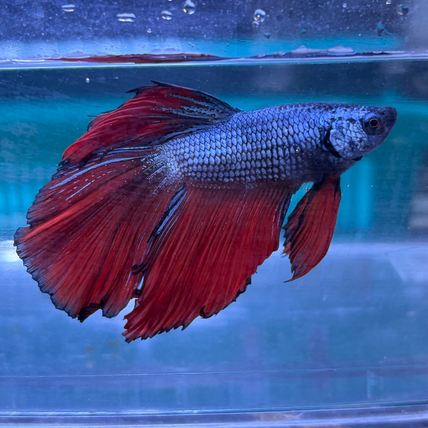 Super Delta Tail Male Betta 3.5cm (A)