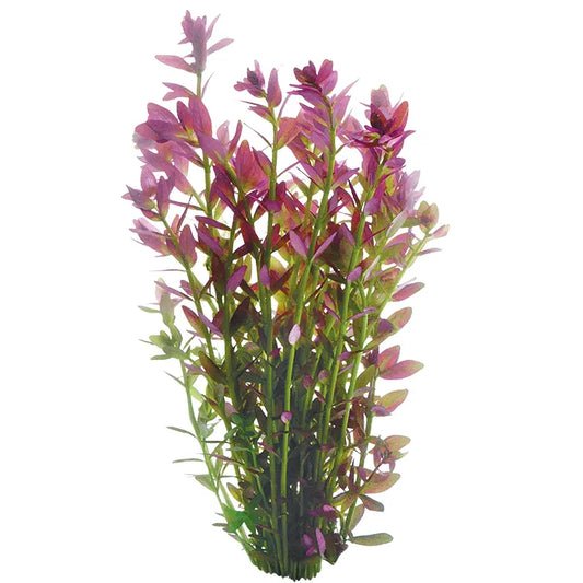 Pink Baby Tears Rotala rotundifolia