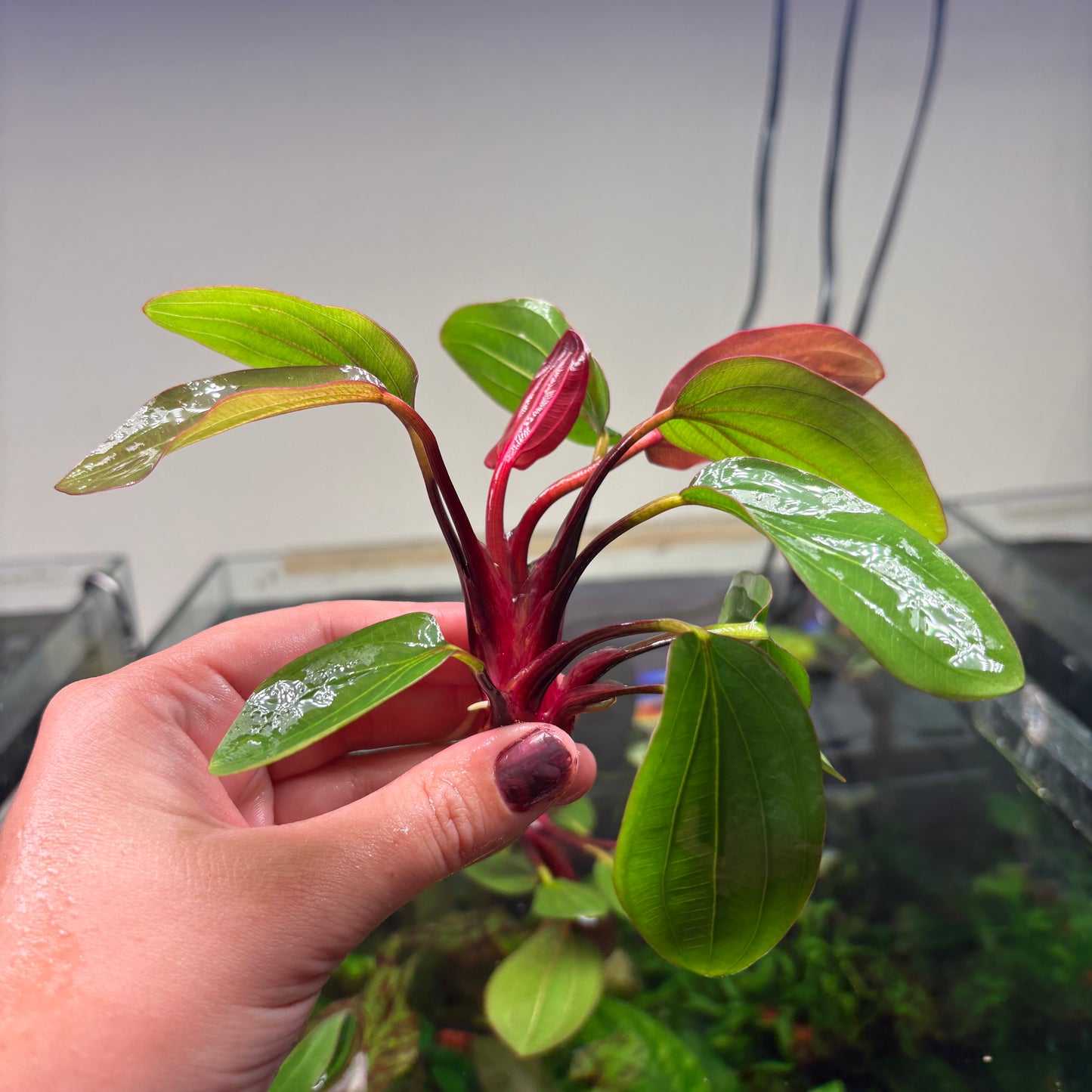 Echinodorus ‘Big Bear’ Special