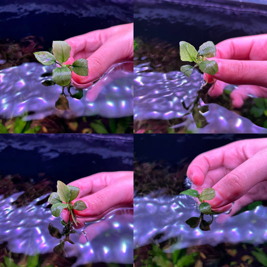 Anubias Jade 3-4+ Leaf - Aquarium Fish Tank Aquatic Plant