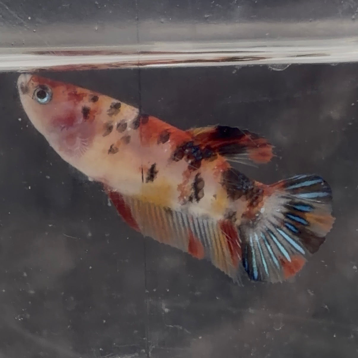 Halfmoon Koi Betta Female 3.5cm (Random Selection)