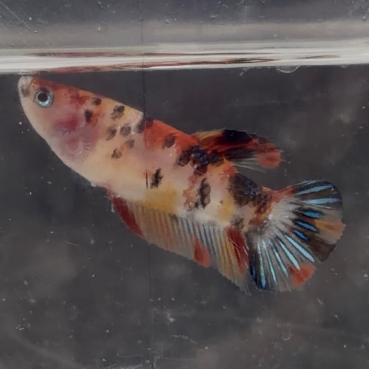 Halfmoon Koi Betta Female 3.5cm (Random Selection)