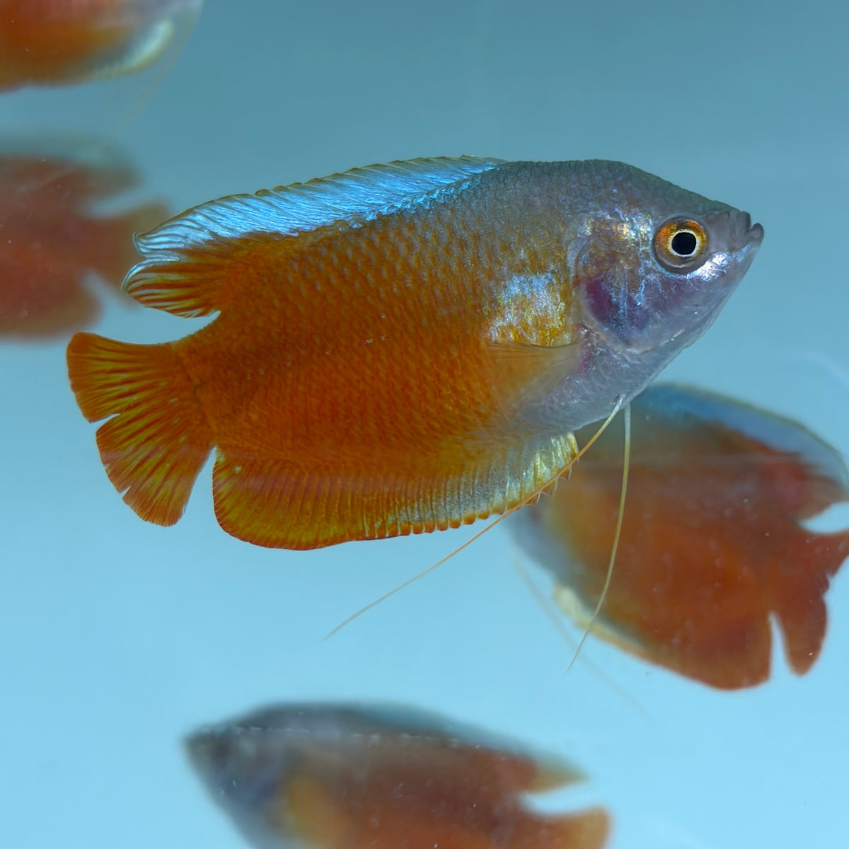 Red Flame Dwarf Gourami 5cm