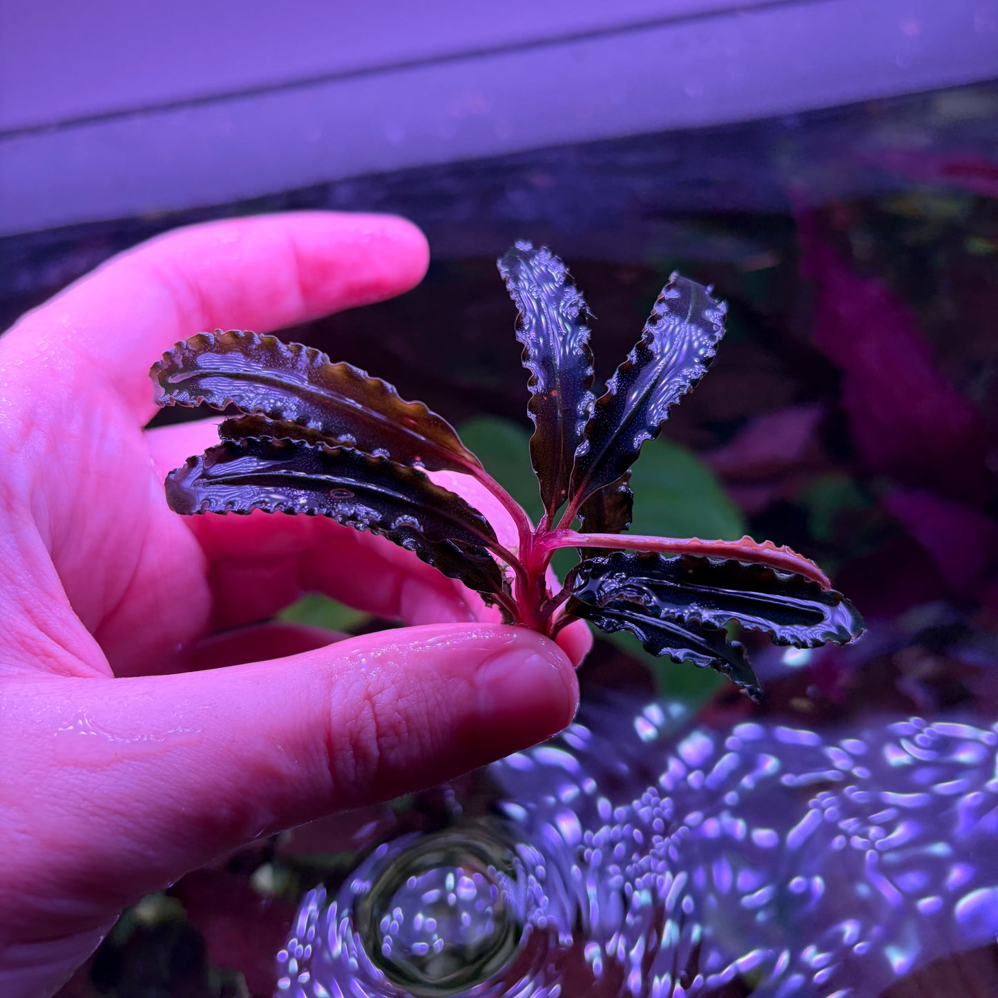Assorted Bucephalandra ★