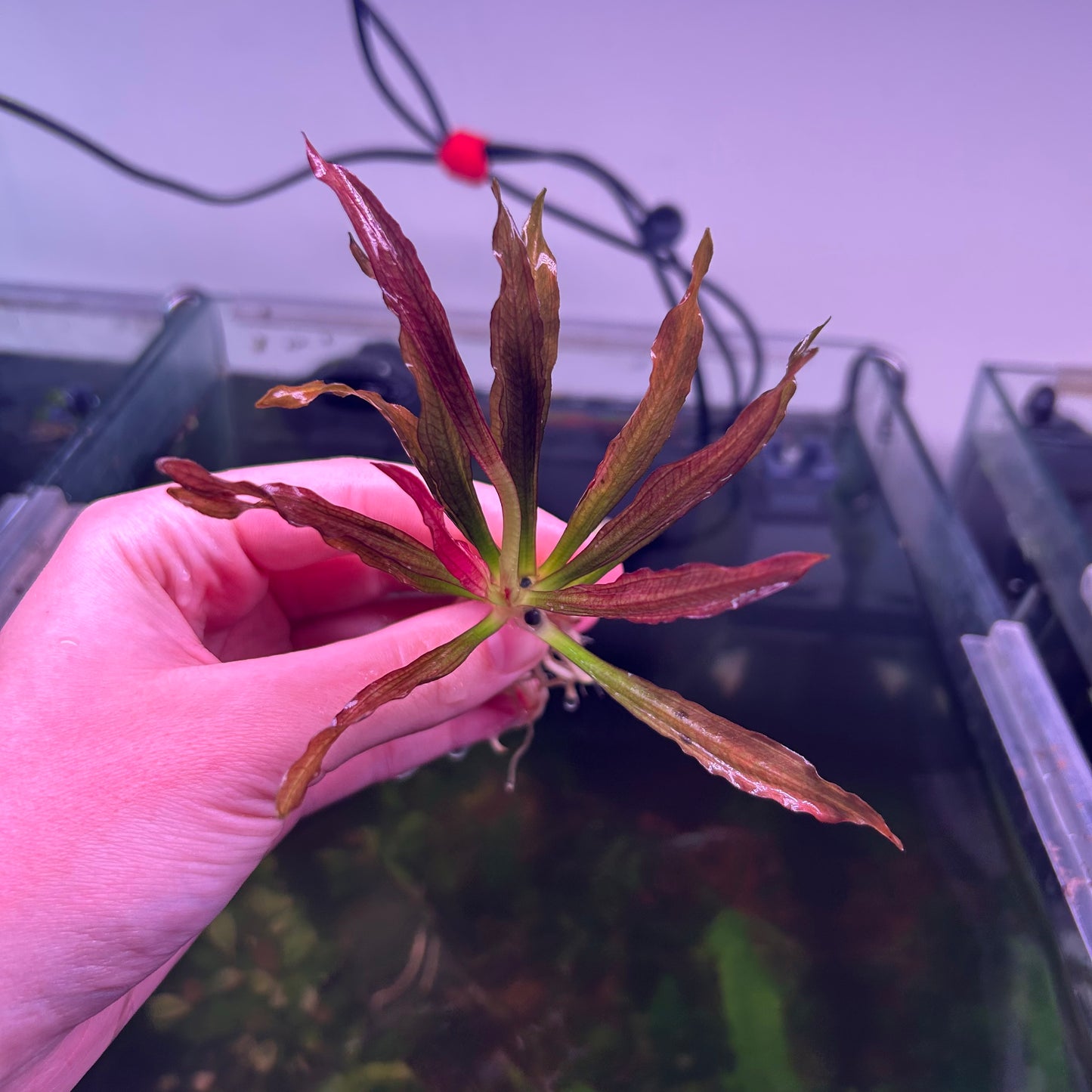 Echinodorus Soekarno - Extremely Rare