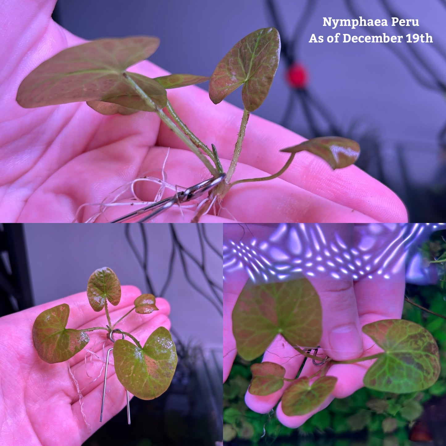 Nymphaea 'Peru-Puerto Maldonado' - RARE PREORDER ★